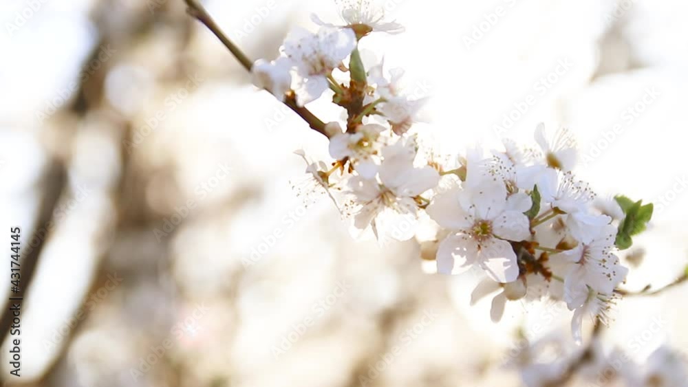 Blooming cherry tree in sunlight with soft focus. Spring flowers backgrounds. Gardening, selective focus Blooming cherry tree in sunlight with soft focus. Spring flowers backgrounds. Gardening, selective focus