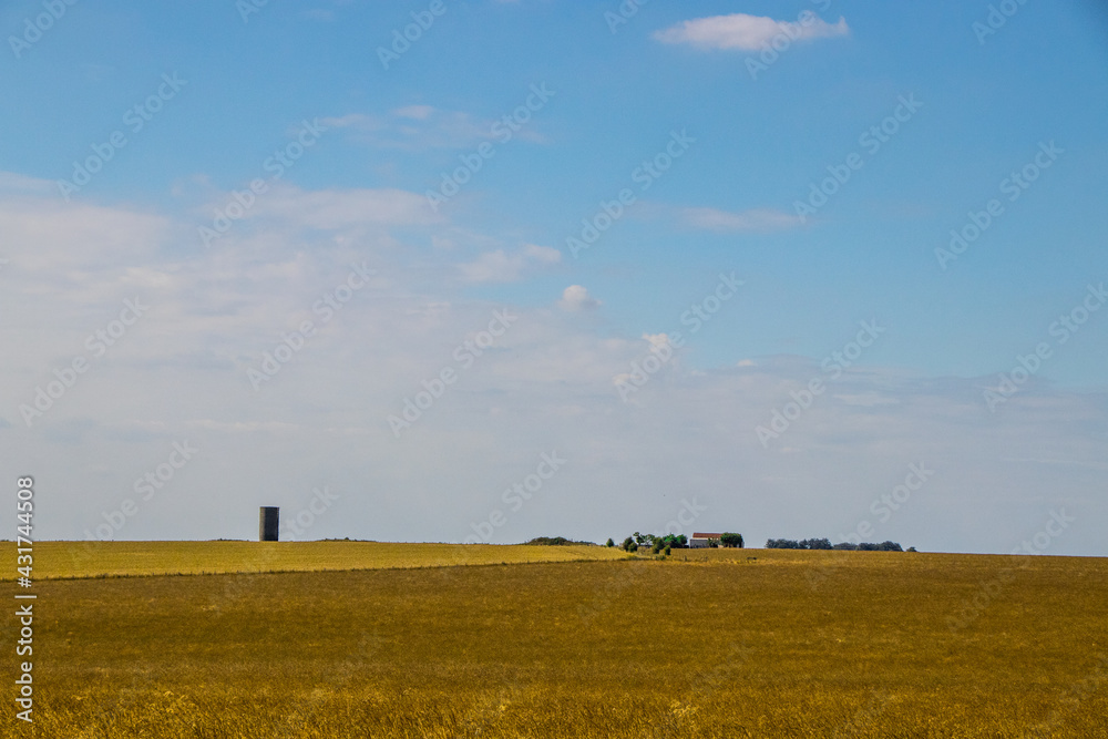 Fototapeta premium Open Yellow Fields 