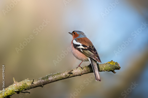 Cute common chaffinch bird sitting on tree branch