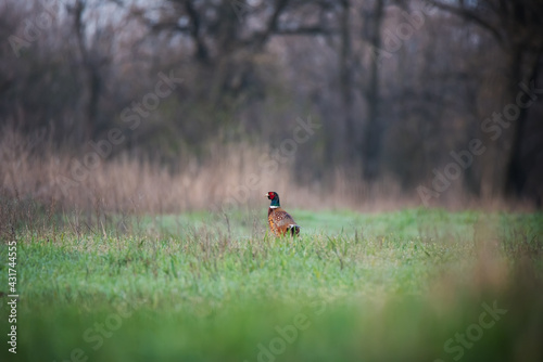 Beautiful Common pheasant, wild bird sits on green grass