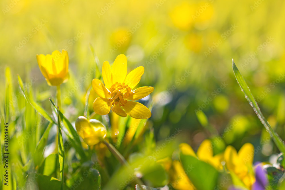 Fototapeta premium Bright nature background with spring yellow flowers