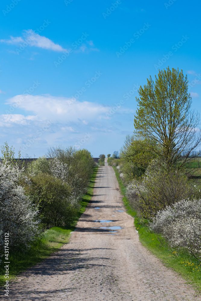 rural road in spring on a sunny day