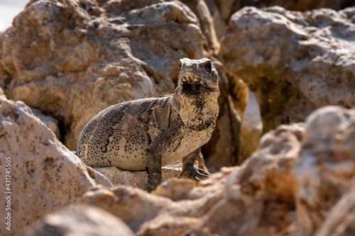 Closeup of an iguana on rocks. Mexican iguana. iguana closeup. 