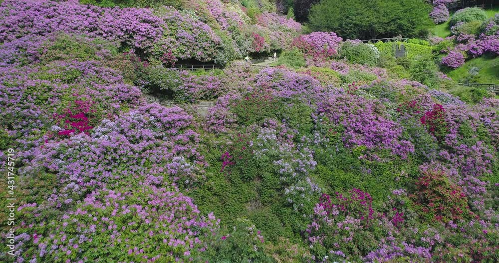 Flying over a panoramic view of blooming valley, colored and floral plants covered the green side. Curved trail cross the valley during a spring sunny journey. White refuge in background.slow motion Flying over a panoramic view of blooming valley, colored and floral plants covered the green side. Curved trail cross the valley during a spring sunny journey. White refuge in background.slow motion