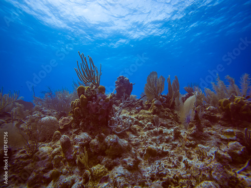 Fototapeta Naklejka Na Ścianę i Meble -  Coral in the Caribbean. Mahahual diving. Colorful coral in Mexico. 