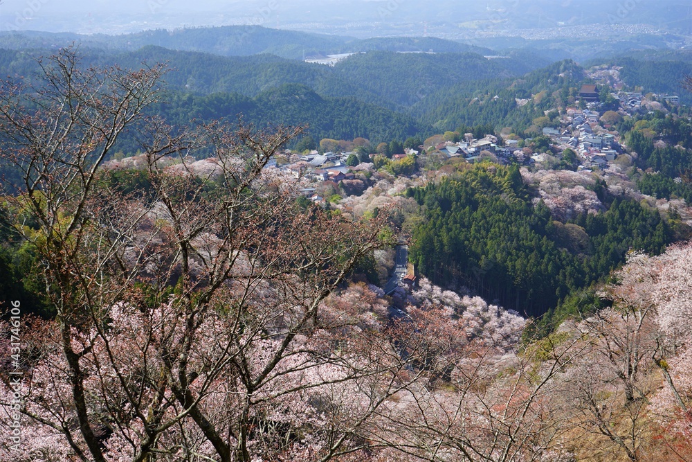 Yoshinoyama sakura cherry blossom during spring. Mount Yoshino in Nara Prefecture, Japan's most famous cherry blossom viewing spot - 日本 奈良 吉野山の千本桜 Yoshinoyama sakura cherry blossom during spring. Mount Yoshino in Nara Prefecture, Japan's most famous cherry blossom viewing spot - 日本 奈良 吉野山の千本桜
