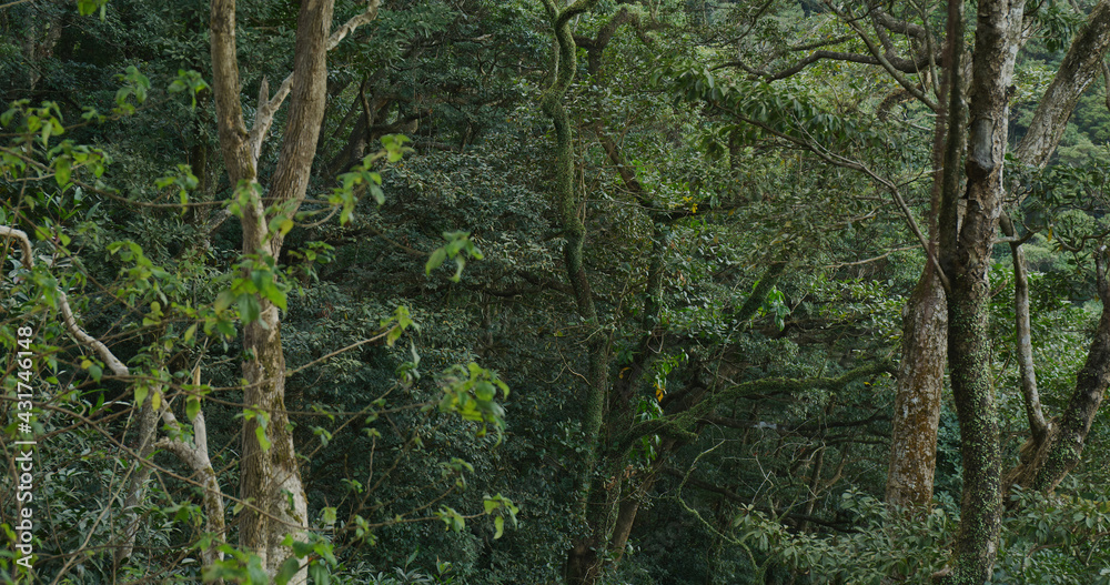Green forest on the mountain Green forest on the mountain