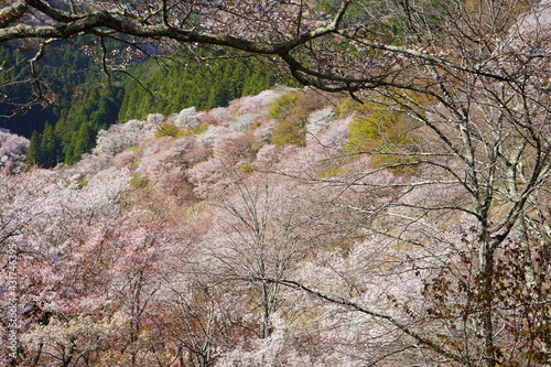 Yoshinoyama sakura cherry blossom during spring. Mount Yoshino in Nara Prefecture  Japan s most famous cherry blossom viewing spot -                                    