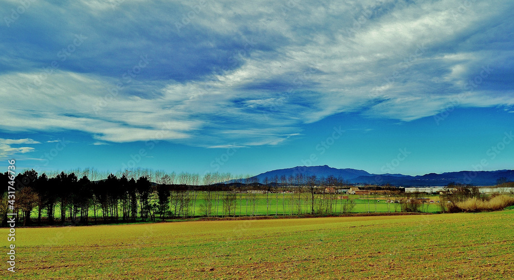 Obraz premium road in a field landscape