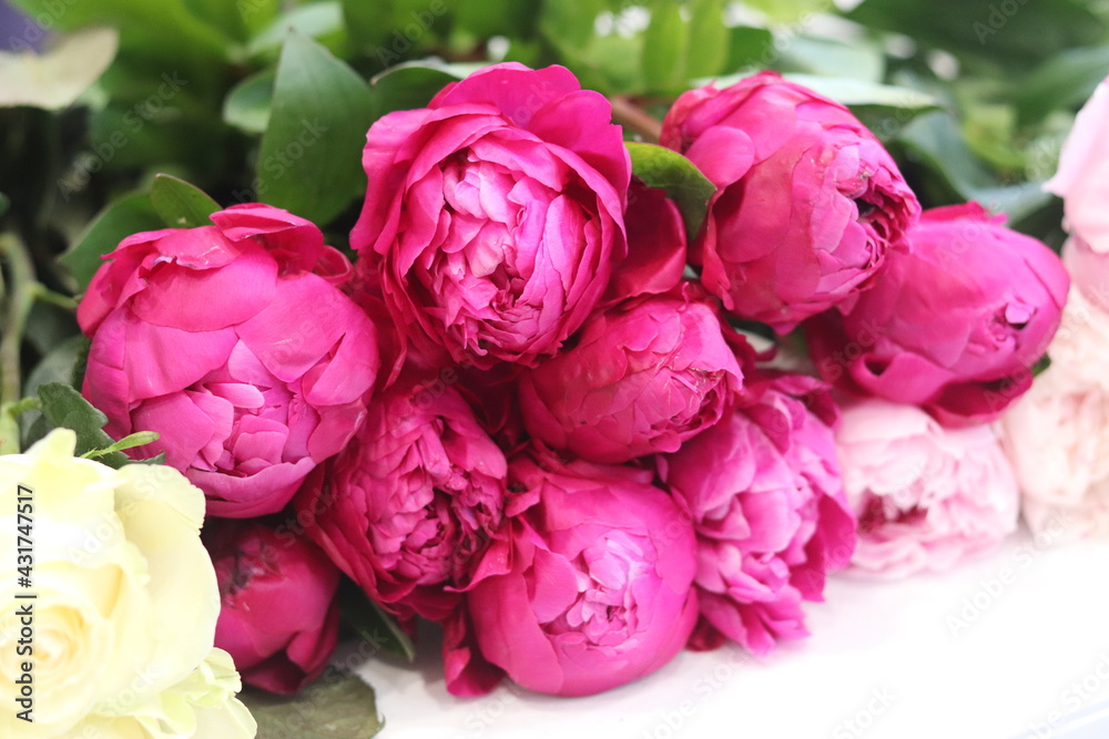 Fototapeta premium bouquet of pink piones