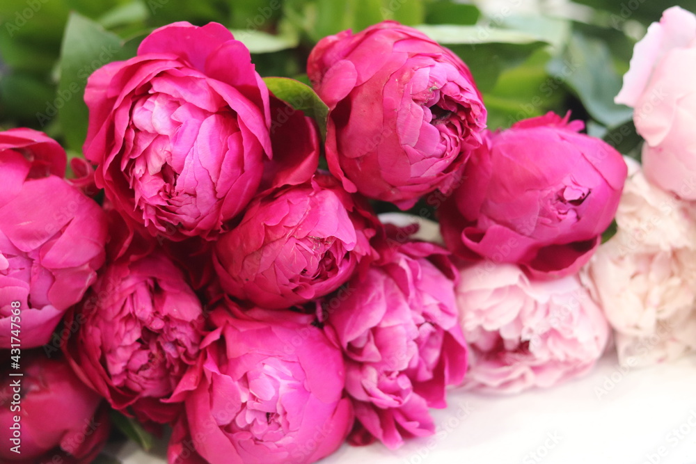 Fototapeta premium bouquet of pink piones