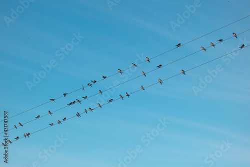birds sitting on power line 