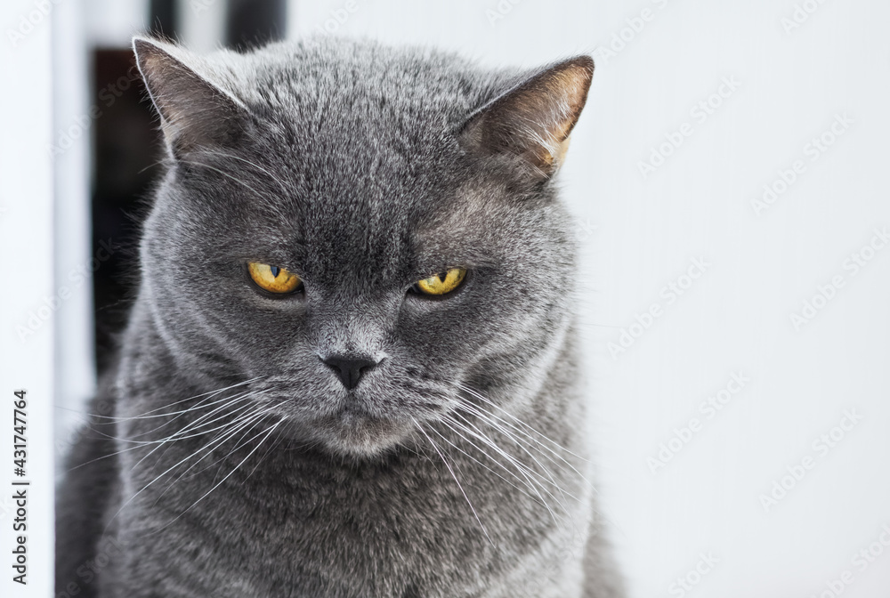 British Shorthair cat looks at you from under the forehead with yellow eyes. Terrible cat look. Close-up portrait.