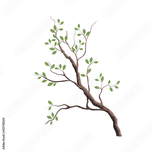 Tree branch vector image, nature illustration hand drawn style.