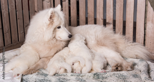 Samoyed dog mother with puppies. Puppies suckling mother