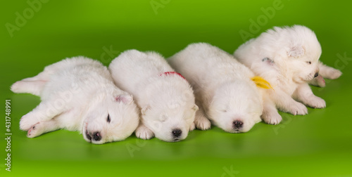 Fototapeta Naklejka Na Ścianę i Meble -  Four small one month old cute white Samoyed puppies dogs
