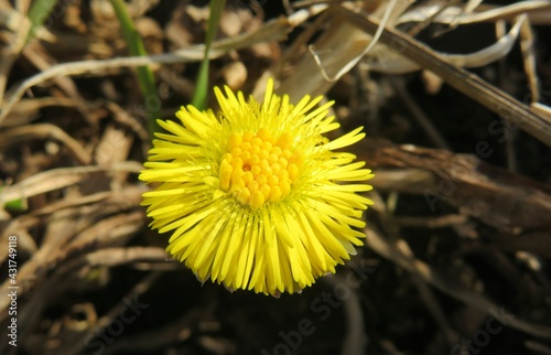 Foto Closeup of yellow coltsfoot flower in the wild, closeup