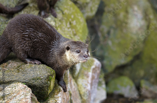 Aufmerksamer Fischotter / observant otter