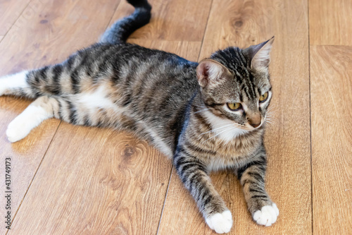 Domestic short-haired cat on the wooden floor