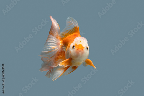 Goldfish on a color background. Close-Up Of Goldfish.	