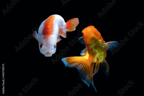 Wallpaper Mural goldfish isolated on a dark black background	 Torontodigital.ca