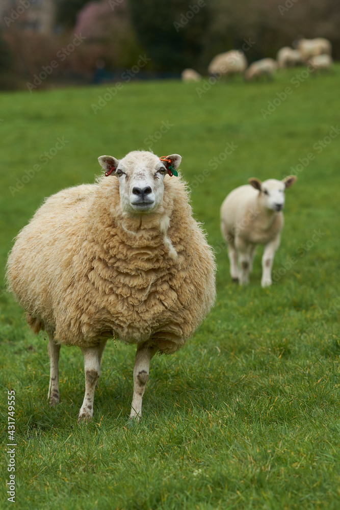 Naklejka premium Sheep and lambs in lush green fields of the Woolley Valley, an Area of Outstanding Natural Beauty in the Cotswolds on the outskirts of Bath, England, United Kingdom