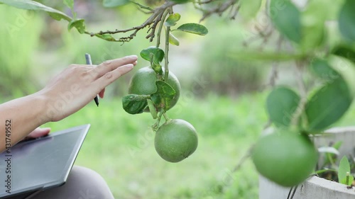 A young Thai agricultural worker is checking the quality of the plants in the garden and writing the information in the tablet.