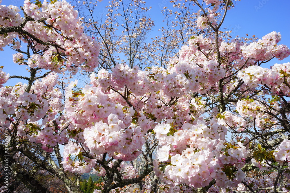 Yoshinoyama sakura cherry blossom during spring. Mount Yoshino in Nara Prefecture, Japan's most famous cherry blossom viewing spot. Closeup - 日本 奈良 吉野山の千本桜 アップ