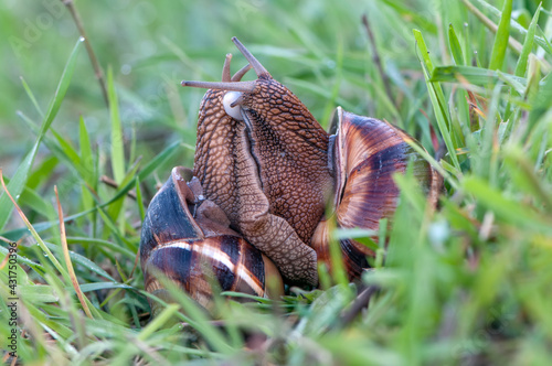 Two snails Helix pomatia mate for procreation on a summer morning