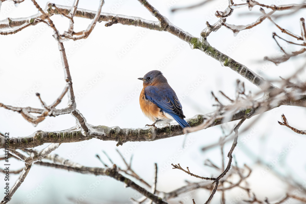 A male Eastern Bluebird perches in an ice covered tree following a winter storm. A male Eastern Bluebird perches in an ice covered tree following a winter storm.