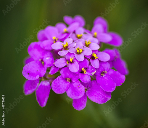 Schleifenblume