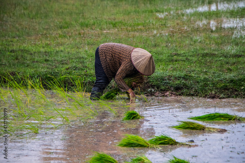 Asian Woman Harvesting Rice