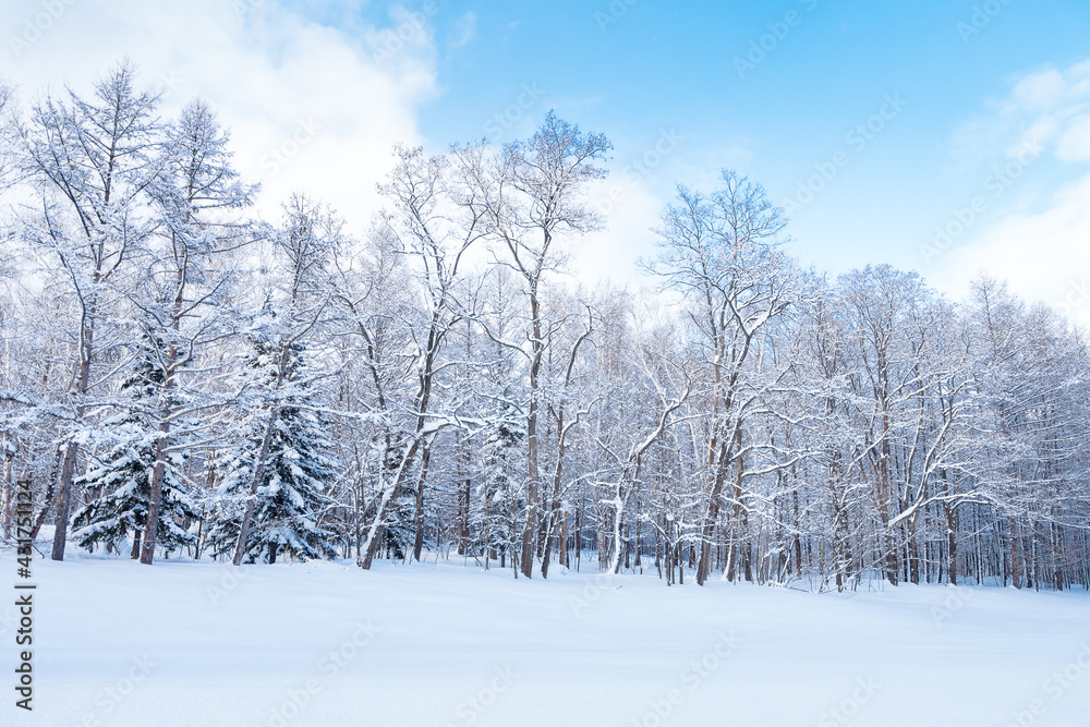 The view of the snow-covered forest in the daytime in Furano, Hokkaido, Japan, with blue sky and white clouds The view of the snow-covered forest in the daytime in Furano, Hokkaido, Japan, with blue sky and white clouds