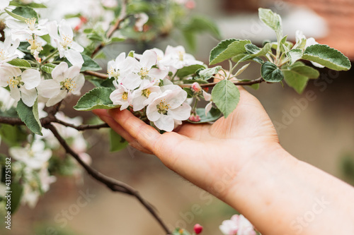 Close-up of an elderly woman hand holding an apple tree flower. Copy space