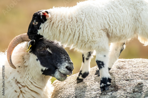 A blackface sheep family in a field in County Donegal - Ireland