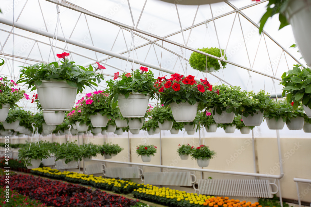 Beautiful and large greenhouse interiors or indoors
