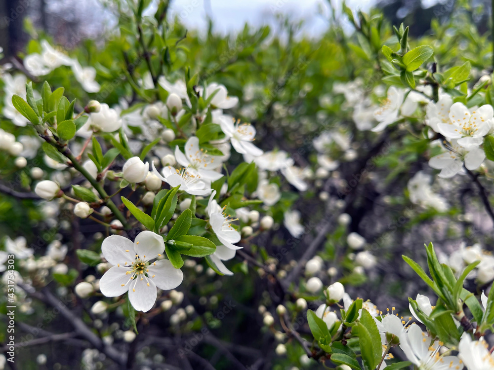 A flowering tree in the garden on a sunny day A flowering tree in the garden on a sunny day