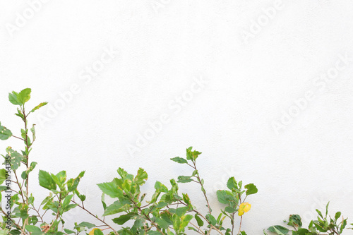 green leaves on a white isolated background