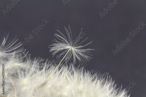 Weightless  white umbrella of the Dandelion plant on a blurred background. Closeup.