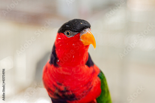 Lorius lory