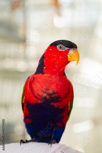 Lorius lory
