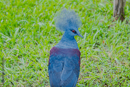 Goura cristata