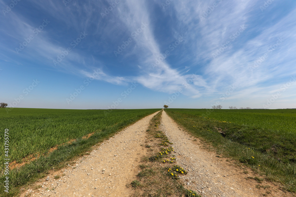 Spring landscape with sown fields and blue sky