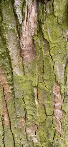Obraz na płótnie bark trunk tree 