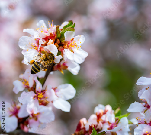 bees pollinate apple blossom in the garden in spring