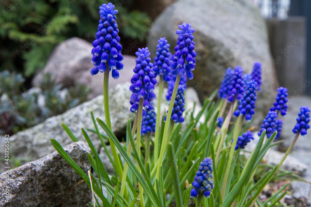 Muscari (grape hyacinth) flowers blooming in a garden Muscari (grape hyacinth) flowers blooming in a garden