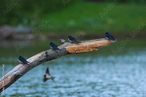 Hirundo rustica