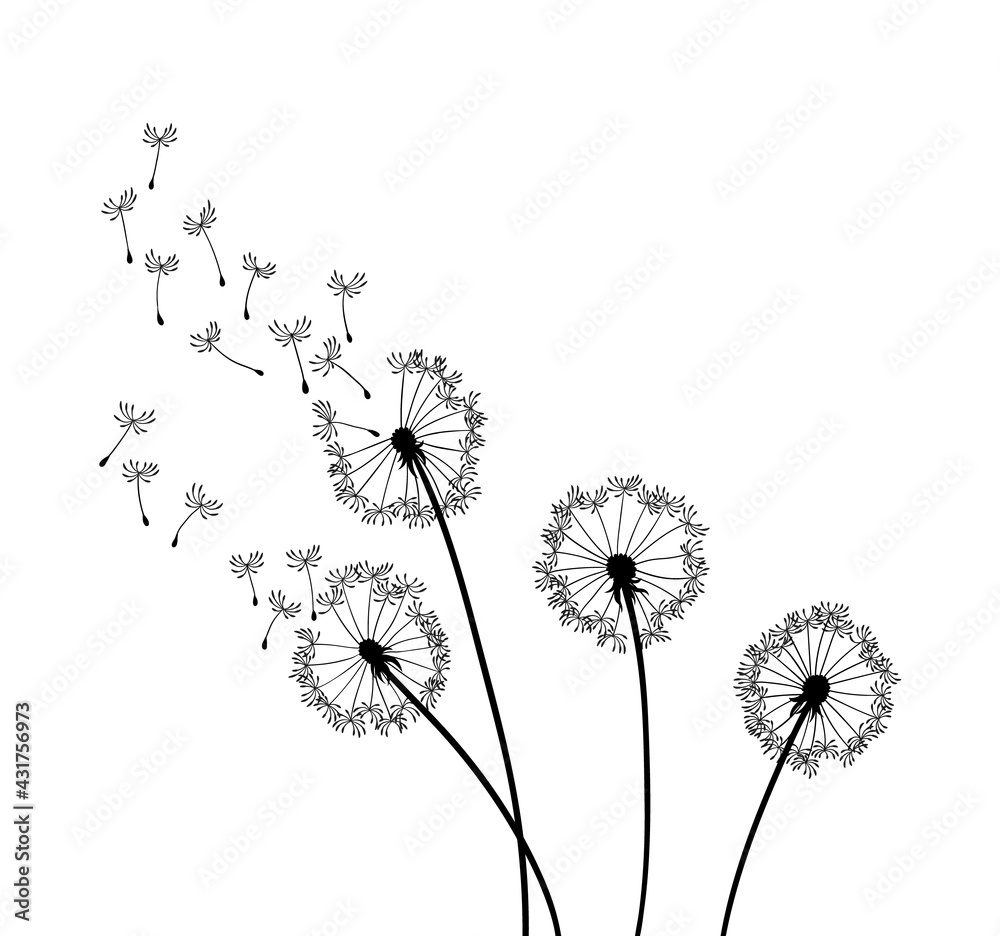 Fototapeta Dandelion wind blow background. Black silhouette with flying dandelion buds on a white. Abstract flying seeds. Decorative graphics for printing