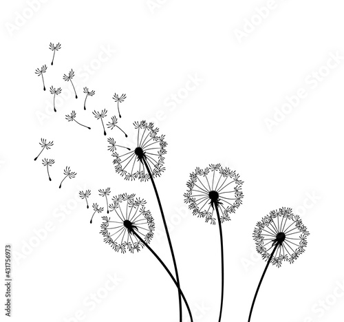 Fototapeta Naklejka Na Ścianę i Meble -  Dandelion wind blow background. Black silhouette with flying dandelion buds on a white. Abstract flying seeds. Decorative graphics for printing