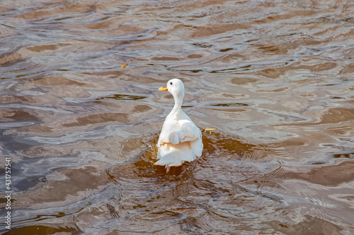 Cygnus